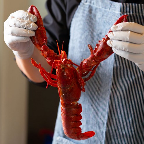 [골라담기] 활랍스터 500g~2.2kg 모음, 02_활랍스터 600g~680g