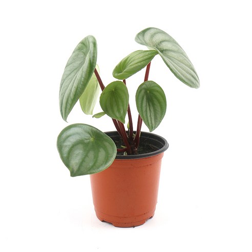 싱그러운 초록빛 행복, 갑조네 수박페페로 공간에 생기를!