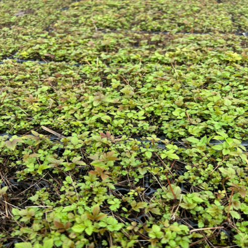 3년의 기다림 끝에 맛보는 특별한 풍미, 눈개승마!