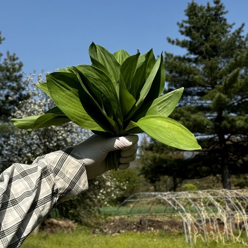 평창 유기농 명이나물, 자연이 선물한 건강한 식탁