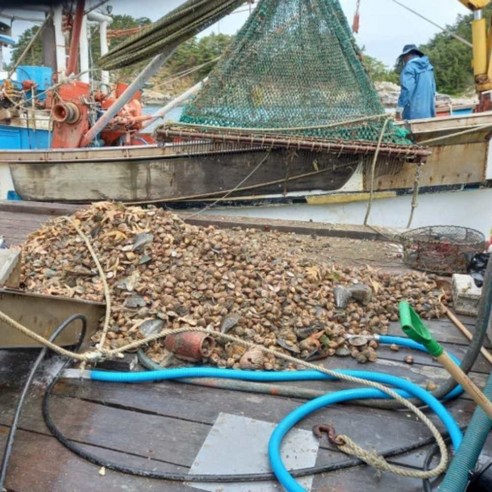 여수 새조개: 고소한 맛과 영양가를 즐기는 샤브샤브 원물