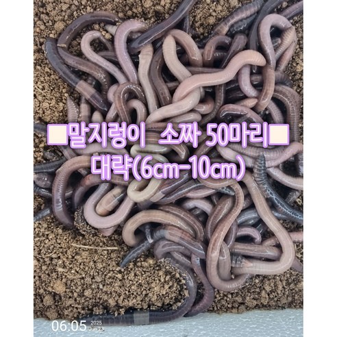 텃밭 초보 탈출! 말지렁이와 함께 풍성한 수확을 경험하세요 말지렁이