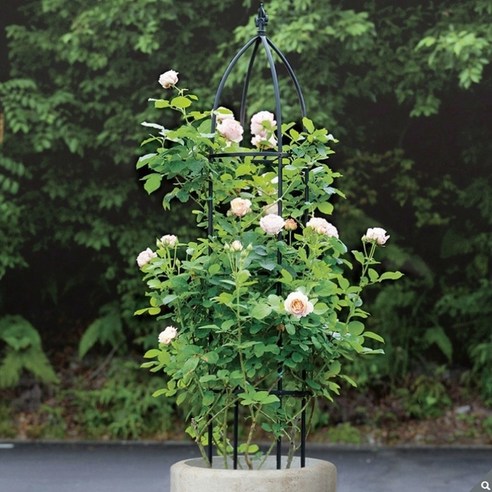 덩굴 식물을 위한 최고의 선택, 오벨리스크 철재 덩굴시렁!