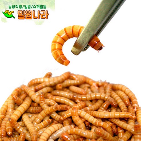 살아있는 밀웜 1+1, 밀웜 약 1cm, 100마리+100마리