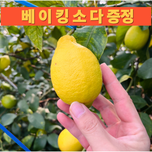 [실속 최저가] 제주 국내산 산지직송 무왁스 못난이 레몬 가정용, 1박스, 못난이 레몬 1.5kg