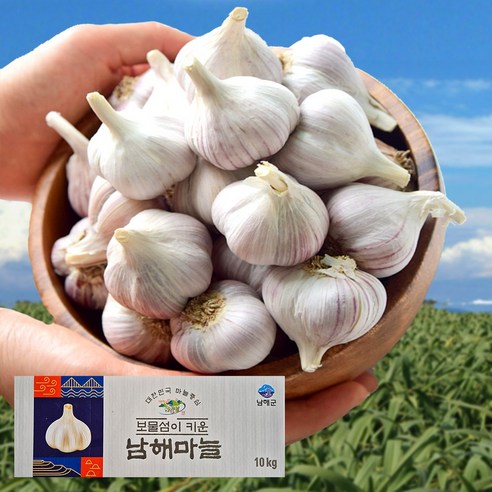 남해군 농협조공 햇 마늘 상등급 국산 남도마늘 통마늘 제철 채소 저장용 김장 요리 장아찌