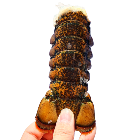 랍스터 테일 캐나다 직수입 랍스타 꼬리 360G(4Oz*3미) 당일배송, 랍스터테일 360G 내외 (4Oz*3미) X5 - 가격 변동  추적 그래프 - 역대가