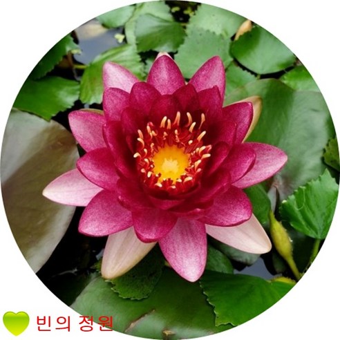 홍수련 한 그루(1개) – 연못을 아름답게 꾸미는 수생식물인 홍수련입니다. 홍수련 한 그루(1개) – 연못을 아름답게 꾸미는 수생식물인 홍수련입니다.
