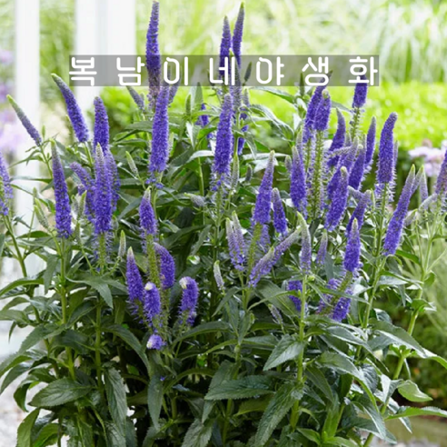삭막한 일상에 보랏빛 생기를! 베로니카 꼬리풀로 만드는 나만의 작은 정원 복남이네야생화