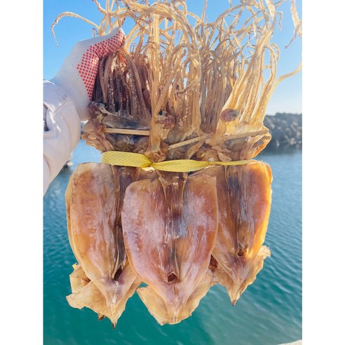 동해안 건조오징어 마른 오징어 1kg (20미) 당일배송
