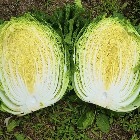 채소애 햇 배추: 싱싱함과 합리적인 가격으로 김장 고민 해결!