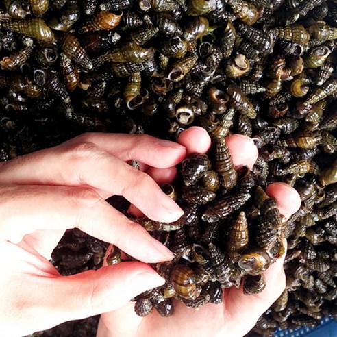 텁텁한 입맛, 뭘 먹어도 시원찮을 땐? 청정 자연의 숨결, 다슬기로 활력 되찾기! 생다슬기