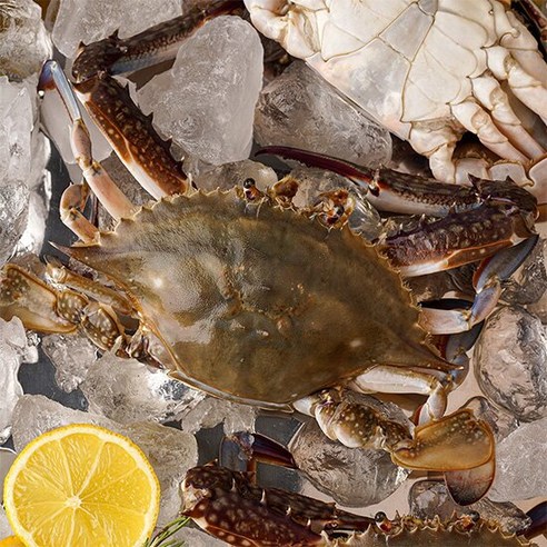 [자연맛남] 달큰한 연평도 활 숫꽃게 2kg(8-12미/빙장포장), 1개