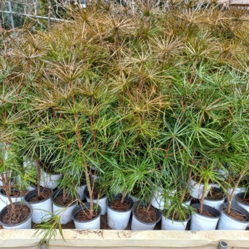 금송으로 자연의 아름다움을 만나다