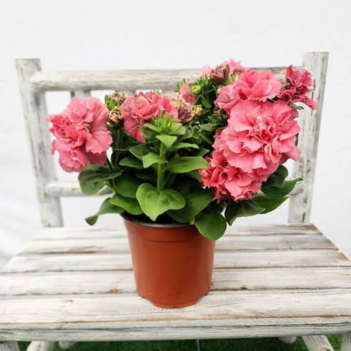 눈부신 코랄핑크, 일상에 특별함을 더하다