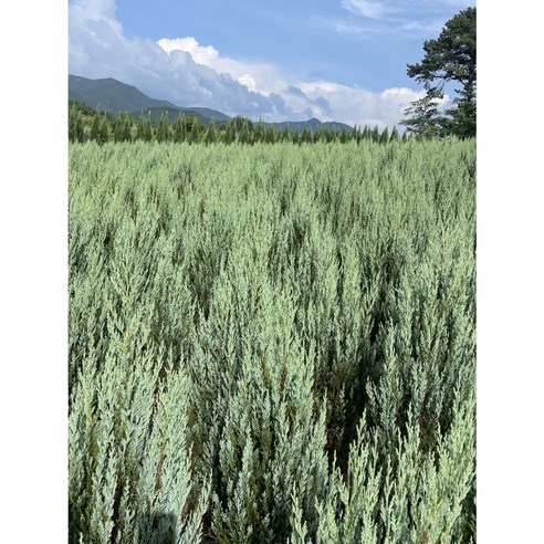 달빛 아래 빛나는 싱그러움, 문그로우로 당신의 공간을 특별하게.