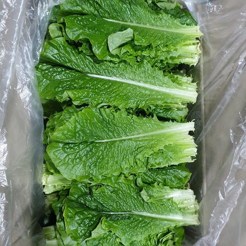 잎 로메인 상추 500g 1kg 코스 모듬 쌈채소 쌈채 특수야채 국내산 통 특수채소