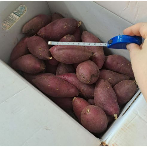 지은농원 베니지민 꿀고구마 특 - 풍부한 맛과 비타민 함유량으로 유명한 고구마 제품