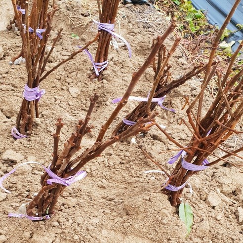 가을의 풍요를 내 손안에: 태추단감 접목 1년생으로 시작하는 달콤한 꿈 태추단감묘목