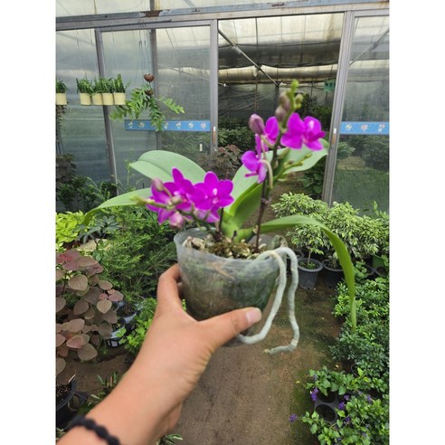 작은 변화로 삶에 활력을 불어넣는 마법, 미니 호접란