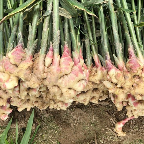 10월수확 영주 봉화 국산 생강 햇 생강 3kg 5kg 할인가격
