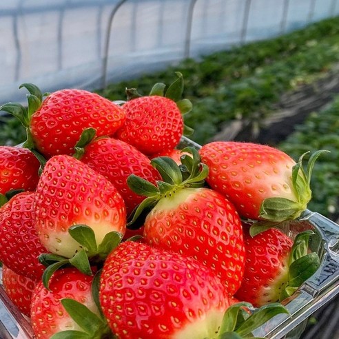 [산지직송][국내산] 못난이 딸기 1KG 저렴하게 업소용 카페용 식당용 쥬스용 베이커리용 샌드용 딸기청 딸기에이드 딸기라뗴 금실 설향 장희 죽향 아리향 생딸기 프리미엄 여름딸기, 1개