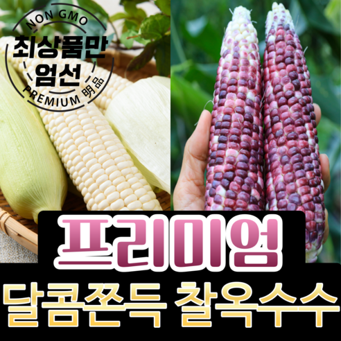 [최대 20cm 엄청난 길이] 강원도 찰옥수수 햇 미백 옥수수 흑찰옥수수 냉동 산지직송 못난이 특품 5개 10개 20개 30개 50개, 1-0) [특품] 미백 찰옥수수 5개