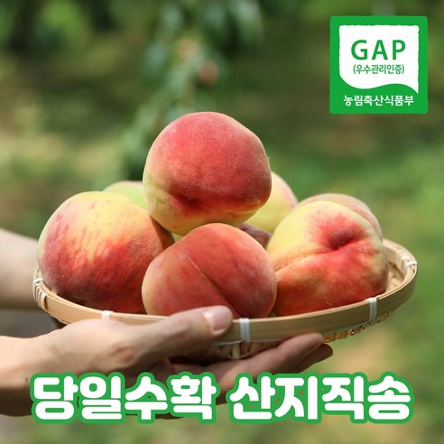 복숭아 백도 초극천 햇복숭아 오전수확 오후 산지출고 충북영동 700g, 1박스
