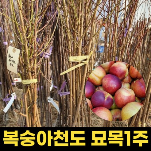 천도 복숭아 묘목 1주 결실주 천도복숭아나무 과실수, 1개  Best 5