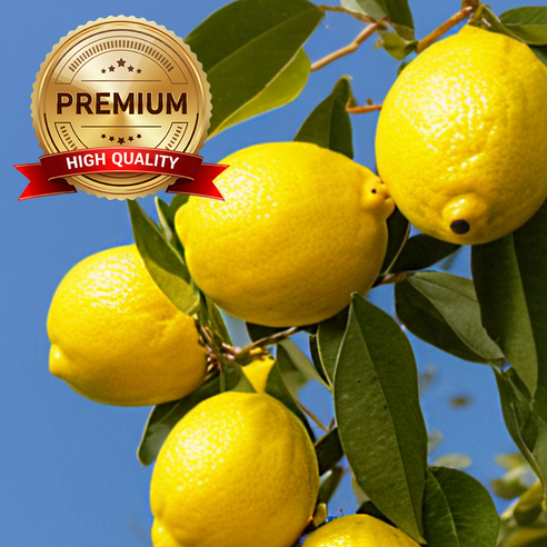 제주의 햇살을 머금은 특별한 선물, 프리미엄 무왁스 친환경 레몬을 만나다 제주레몬