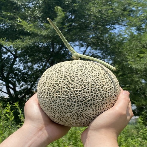 대장부농수산 프리미엄 고당도 메론 머스크 멜론 특품 가정용, 고당도 멜론 특품 대과 최상품멜론, 1개