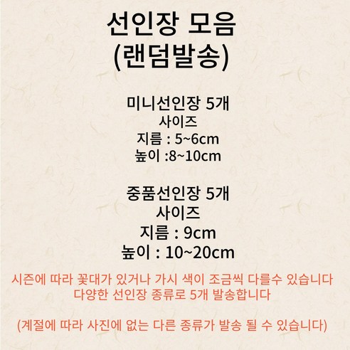 하이선이장 선인장으로 삭막한 일상에 초록빛 힐링을 더하세요!