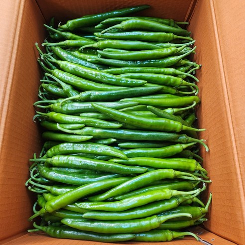 [최상품]국내산 신선한 풋고추 롱그린 미인고추 아삭이 300g, 500g, 1kg, 1kg, 1개