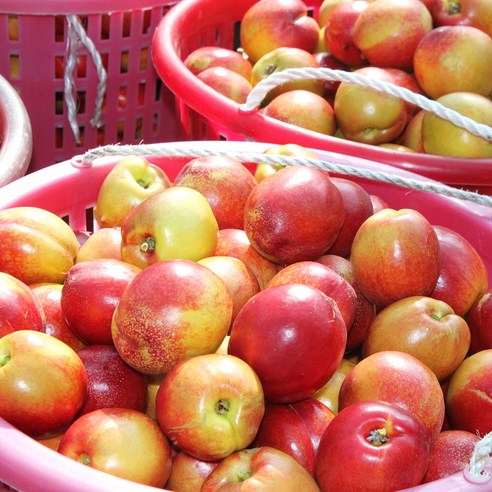 과즙달달 산지직송 신비복숭아, 1개, 2kg(소과)