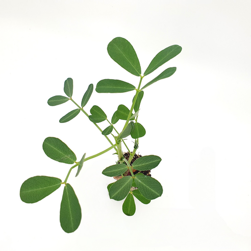 파머씨드 땅콩 모종으로 텃밭에 풍요로운 행복을 심으세요.