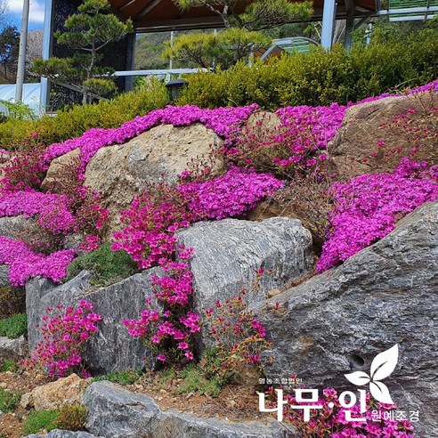꽃잔디: 정원을 장식하는 봄의 아름다움