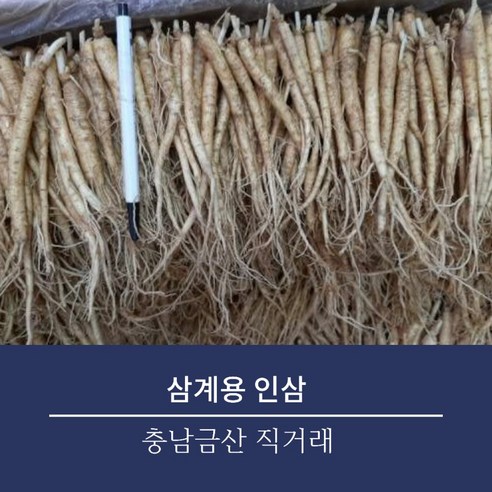 금산 수삼 인삼 삼계탕용 갈비탕용 삼계인삼 실삼계 무료세척, 1개, 세척(0), 01.잔삼계 500g (20-30개내외)