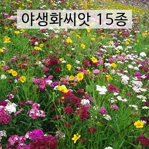 매년 아름다운 경관을 연출하는 15가지 종류의 야생화 씨앗 혼합종자 (100g) 봄부터 가을까지, 1개 추명국