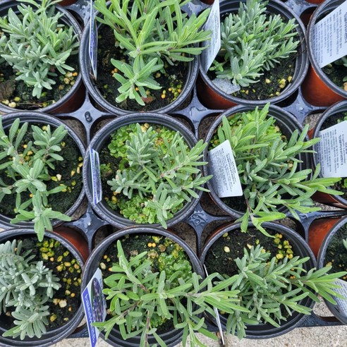 잉글리쉬 라벤더로 향기로운 일상과 나만의 작은 정원을 가꾸세요.