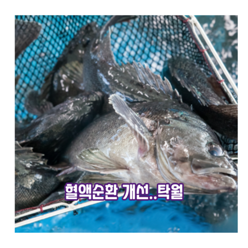 싱싱함이 살아있는 통영 활 우럭, 식탁 위에서 즐기는 바다의 풍요