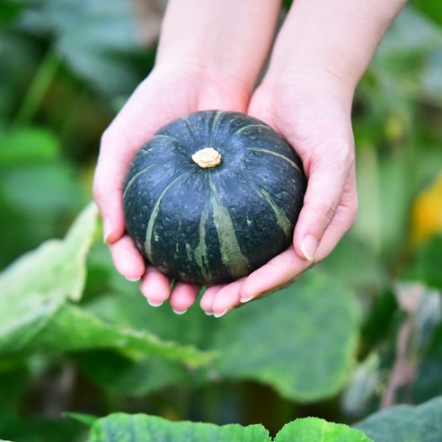 미니 밤호박(보우짱), 미니밤호박 5kg, 1개 미니단호박