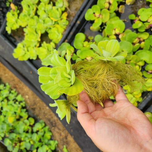 대표적인 수경재배 식물인 물배추(워터레터스) 10뿌리 - 수생식물의 탁월한 수질정화 능력과 월동 불가능한 특성