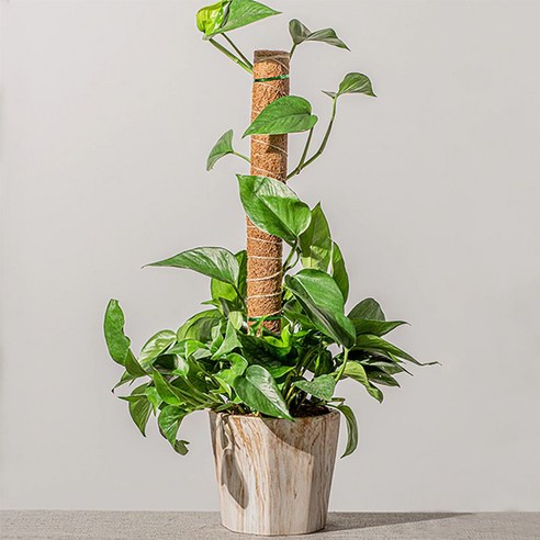 몬스테라 화초 수태 만들기 봉 텃받 식물 넝쿨 지지대 코코넛 녹화마대, 3-수태봉-60cm