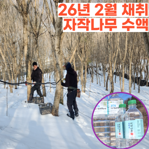 2026년 국산 자작나무수액 자작나무물