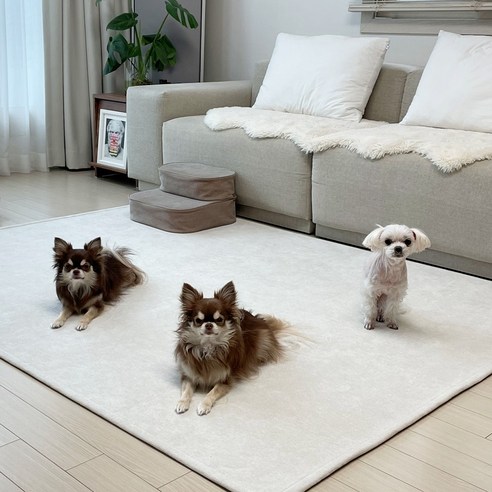 강아지와 함께하는 행복한 공간, 안전하고 스타일리쉬하게