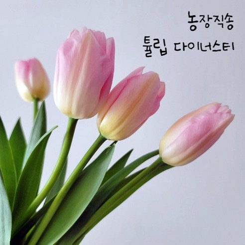 튤립을 만나보세요 - 사랑의 고백과 매혹이 어우러진 신선한 꽃 선물