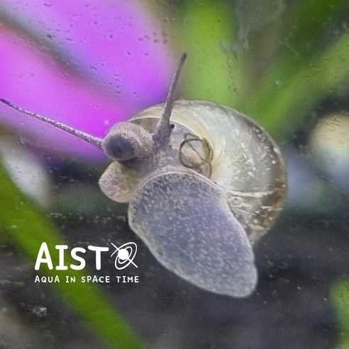 토종 우렁이, 어항 관리의 새로운 시작