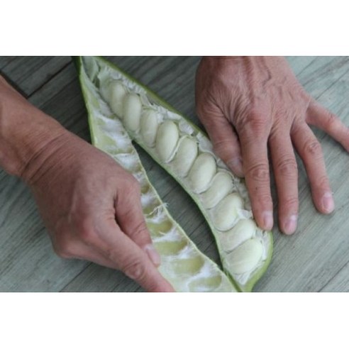 건강과 맛을 모두 잡은 하루한티 무농약 국내산 HACCP인증 작두콩차