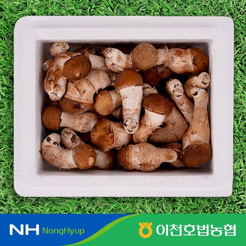 [호법농협] 이천 참송이버섯 500g 실속형, 1박스