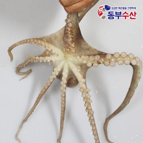 오늘 저녁, 잃어버린 입맛 되찾아 줄 마법! 탱글탱글 살아있는 활낙지 한 마리 산낙지